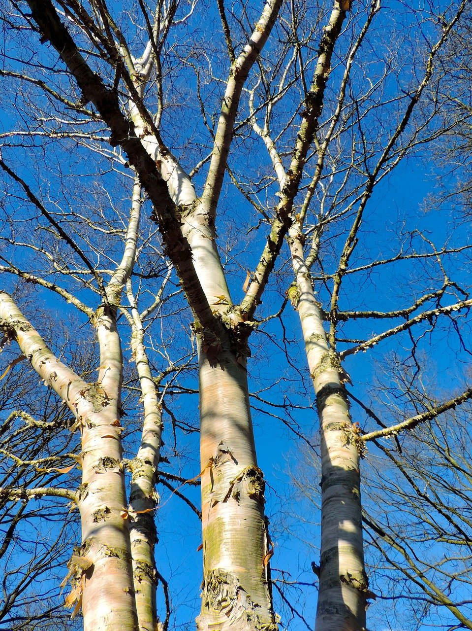 birch-trunks-4958563_1280