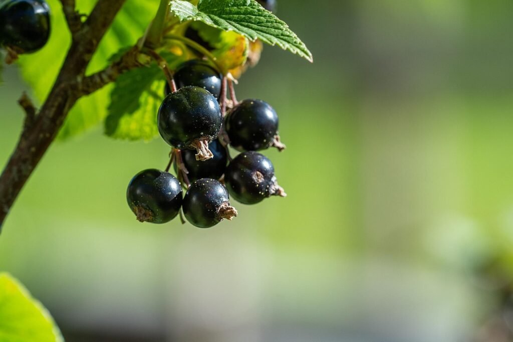 currants-3496178_1280