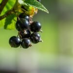 currants-3496178_1280