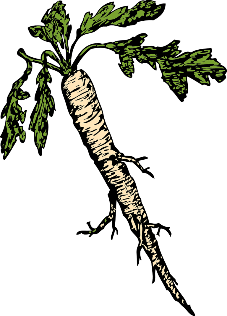 horseradish-32931_1280 (1)