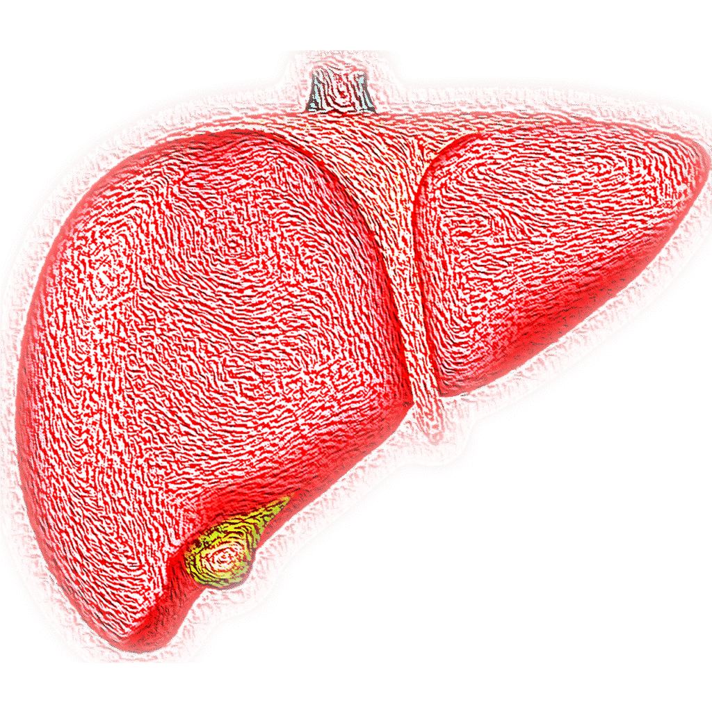 liver-4081243_1280