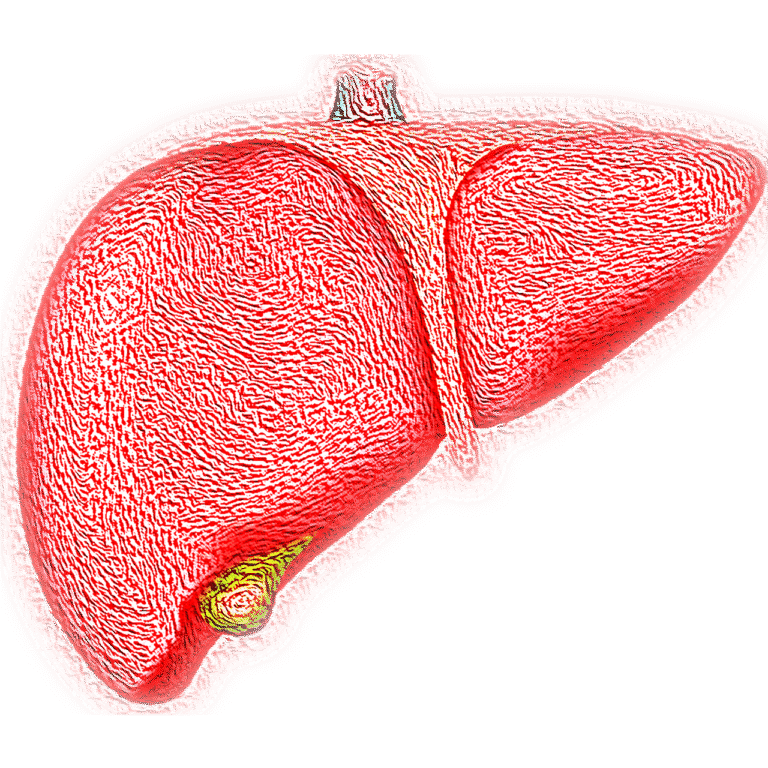 liver-4081243_1280