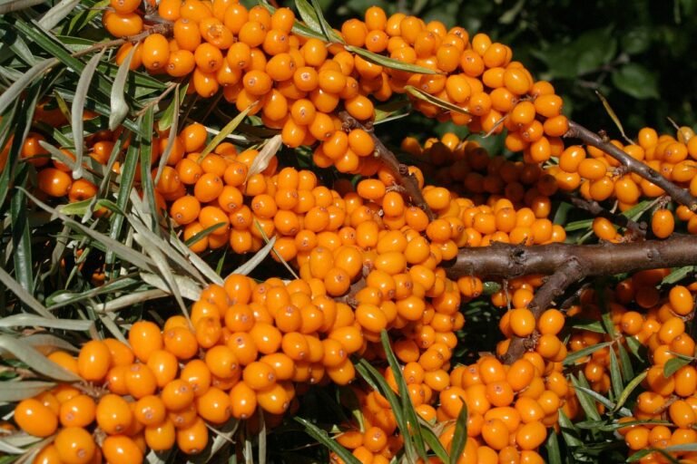 sea-buckthorn-3517797_1280