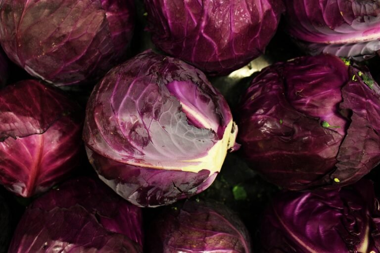 the-purple-cabbage-5318959_1280