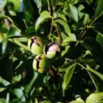 tree-nut-967128_1280